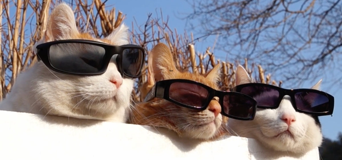 Three cats wearing sunglasses